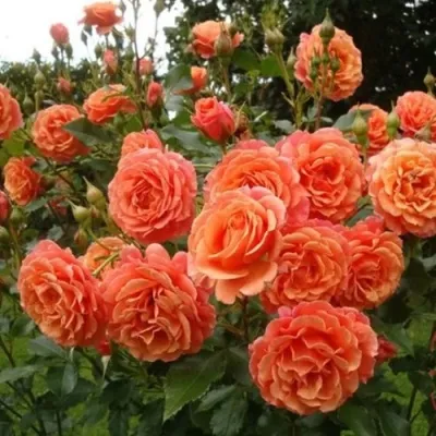 Саженцы роз БЕЛЬВЕДЕР шраб — описание сорта Саженцы роз БЕЛЬВЕДЕР шраб в Москве