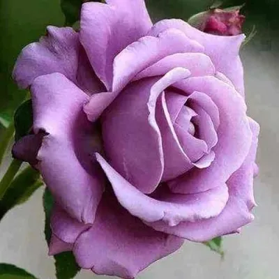 Саженцы роз МАЙЗЕР чайно-гибридная в Москве