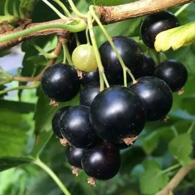 Смородина чёрная ДАБРАДЗЕЯ в Москве