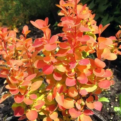 Барбарис ОРАНЖ ФАЙЕР тунберга — описание сорта Барбарис ОРАНЖ ФАЙЕР тунберга в Москве