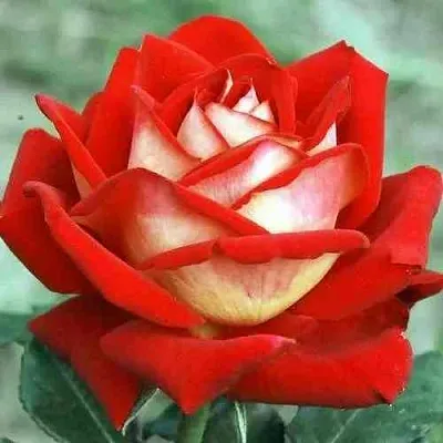 Саженцы роз НЬЮ ФЭШН чайно-гибридная в Москве