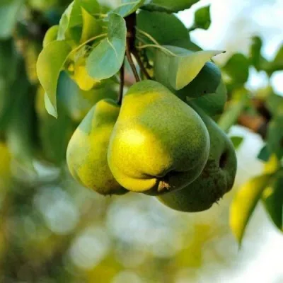 Груша СТОЛИЧНАЯ колонновидная в Москве