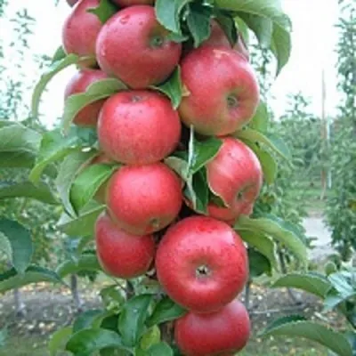Яблоня АНТЕЙ КИЕВСКИЙ колонновидная в Москве