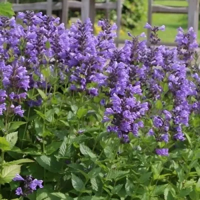 Котовник БЛЮ ДРИМС полусидячий в Москве