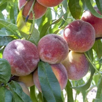 Персик ЗАРМЕНЮ — описание сорта Персик ЗАРМЕНЮ в Москве