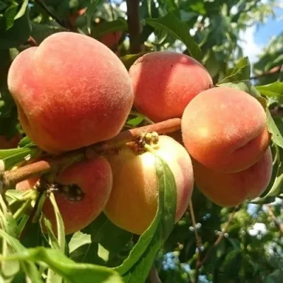 Персик МАРИЯ в Москве