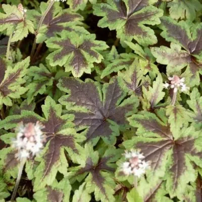 Гейхера ШУГА ЭНД СПАЙС — описание сорта Гейхера ШУГА ЭНД СПАЙС в Москве