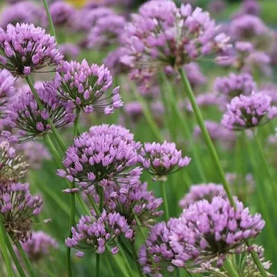 Лук угловатый в Москве