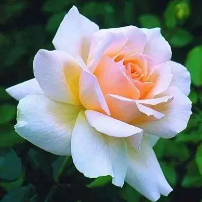 Саженцы роз ЧАНДОС БЬЮТИ чайно-гибридная в Москве