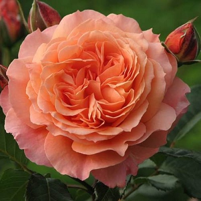 Роза шраб в Караганде