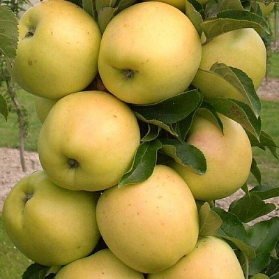 Яблоня колонновидная в Караганде