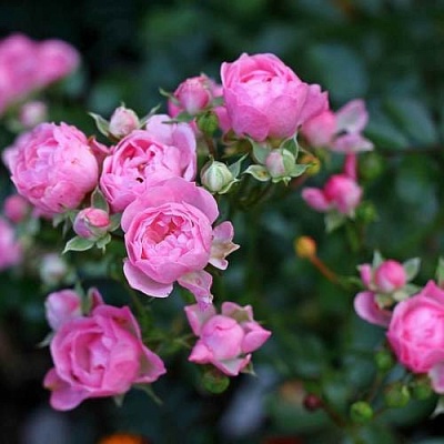 Роза полиантовая в Караганде
