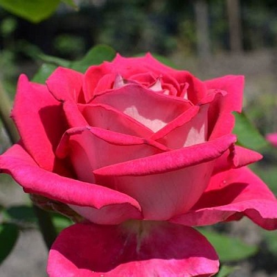 Чайно-гибридная роза в Караганде