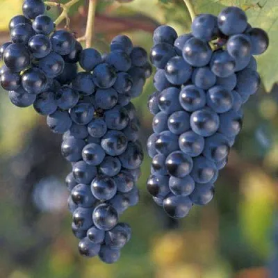 Виноград МАРКЕТТ в Москве